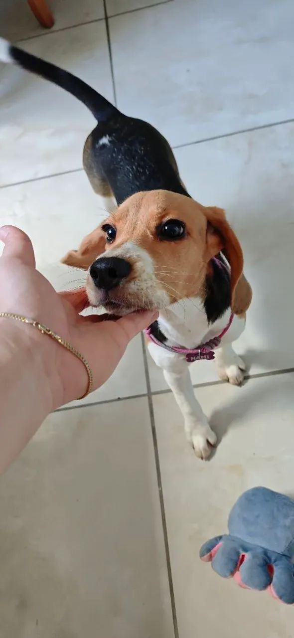 Beaglezinha 13 polegadas fêmea, 5 meses de idade. - Foto 3