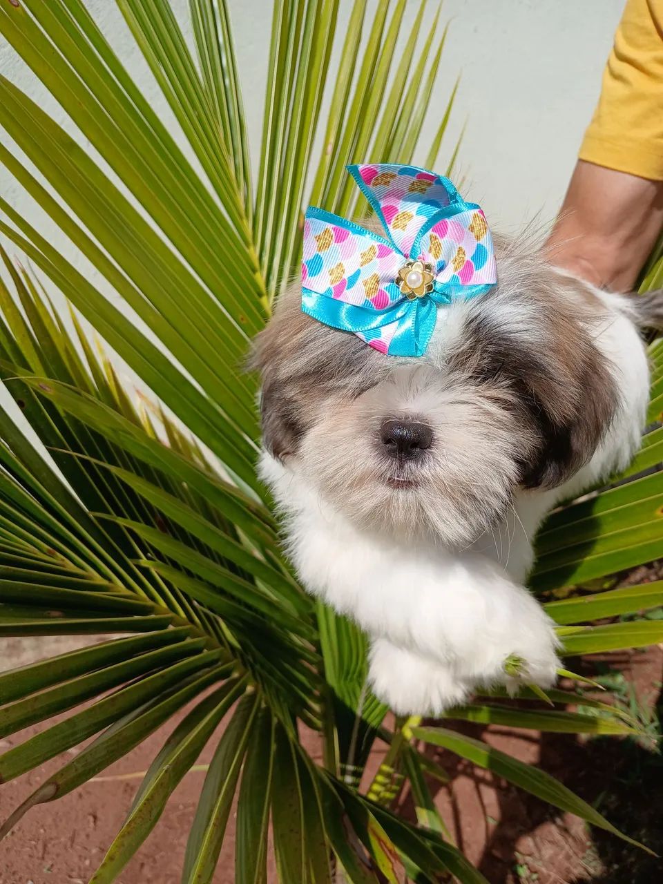 Shih Tzu  - Foto 3