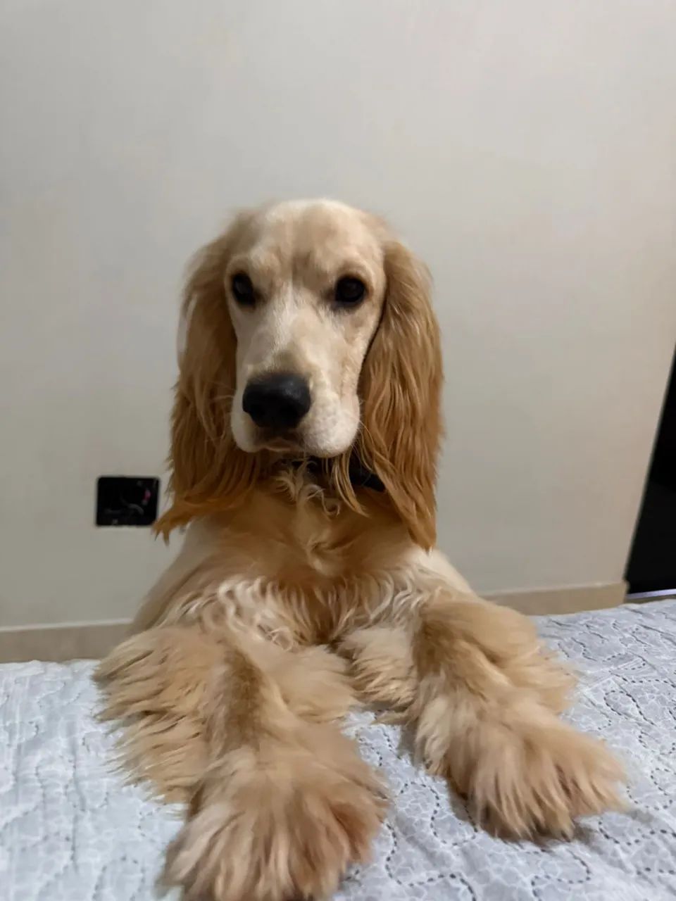 Cocker Spaniel - Foto 2