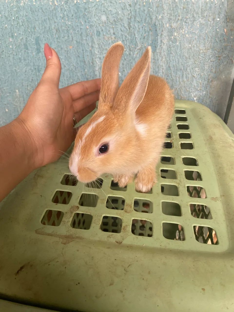 Vendo coelhos  - Foto 3