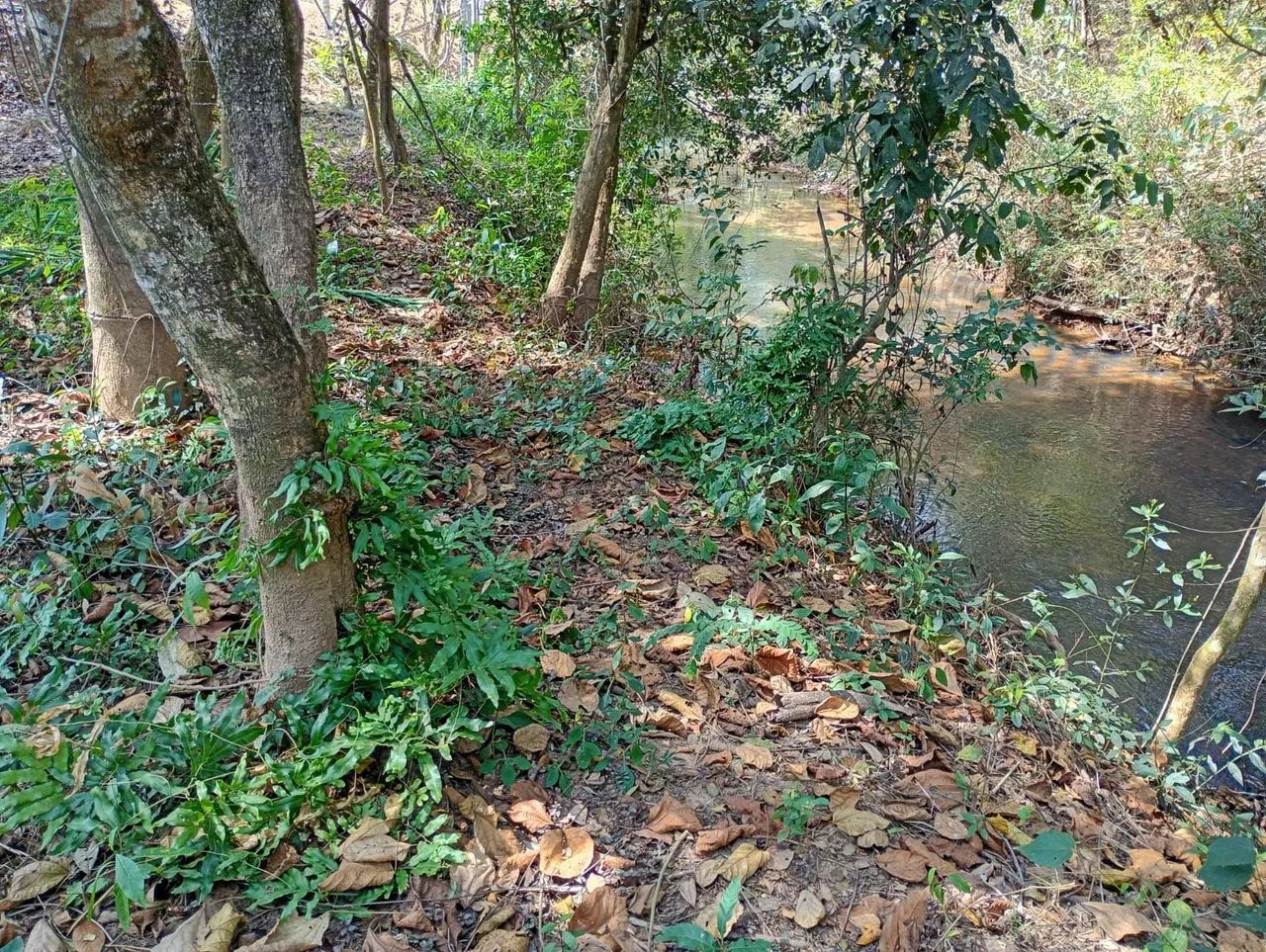 Terreno de 3000 mts em serra azul  - Foto 2
