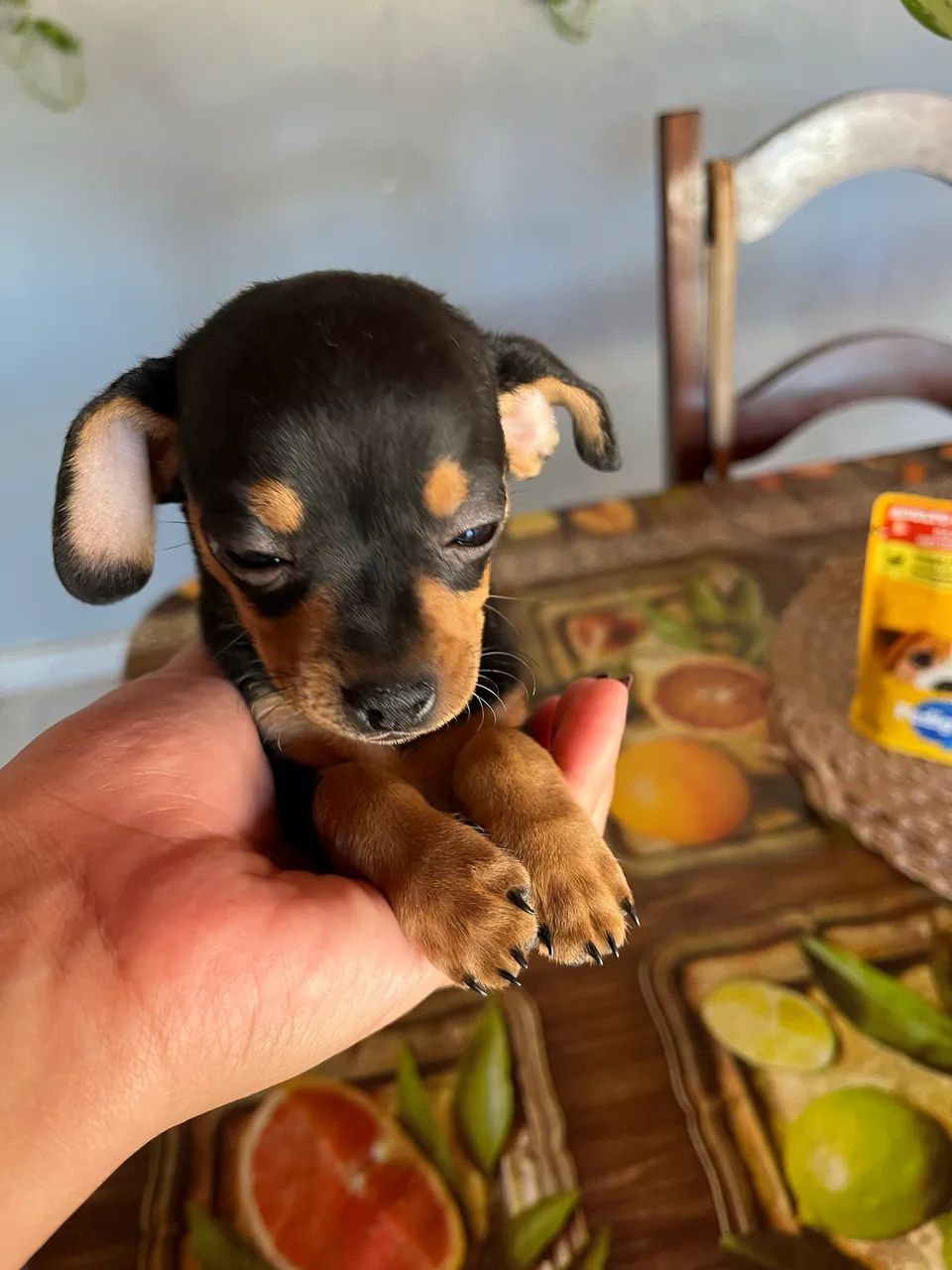 Filhote de Pinscher macho  - Foto 3