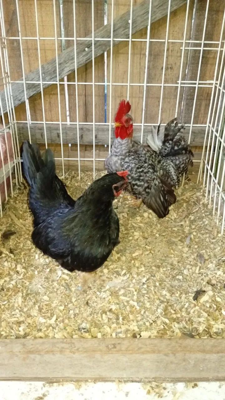 Lindo casal - Foto 2