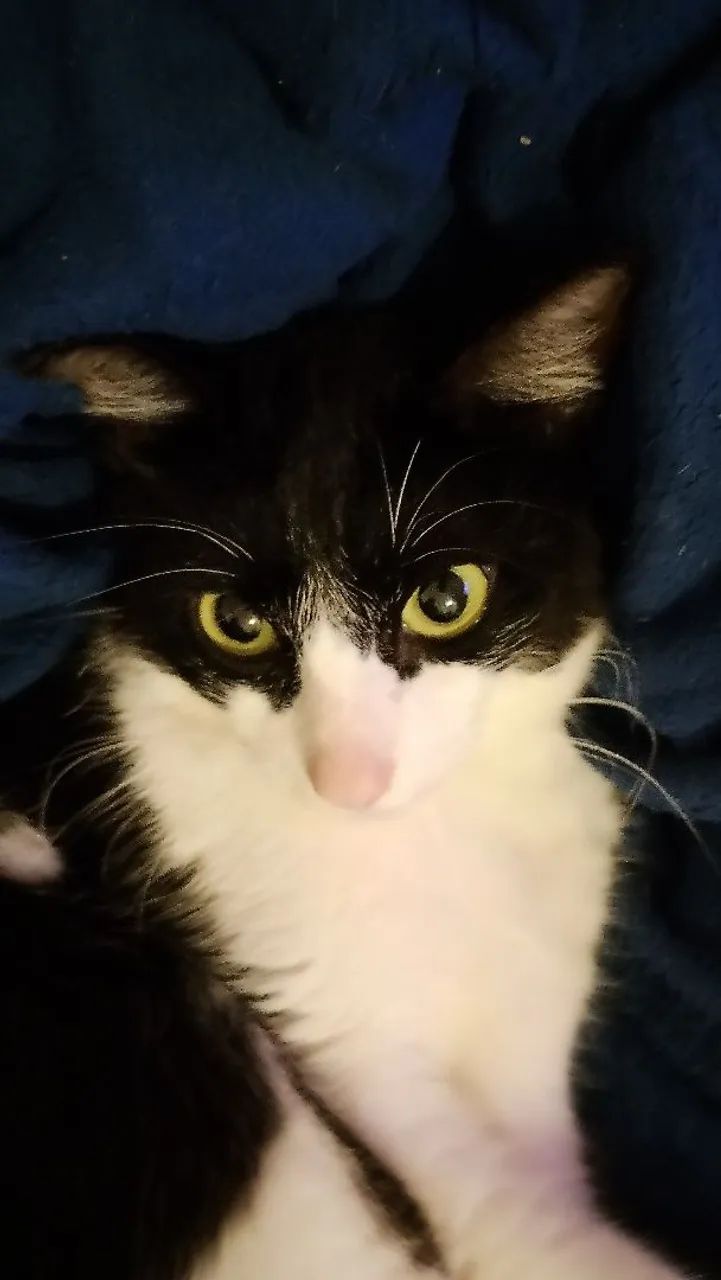 Doa se gatinha  - Foto 2