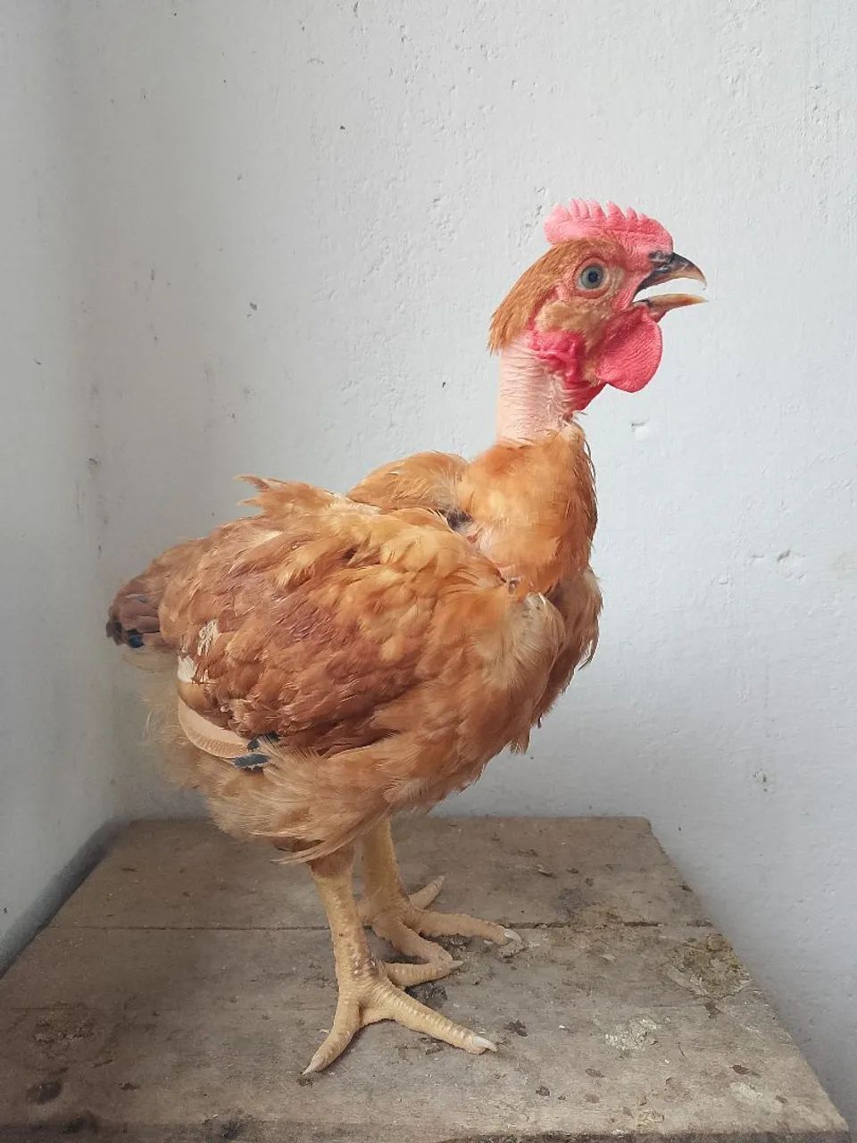 Vedo um lote com. 10 frangos e 10 capotes  - Foto 3