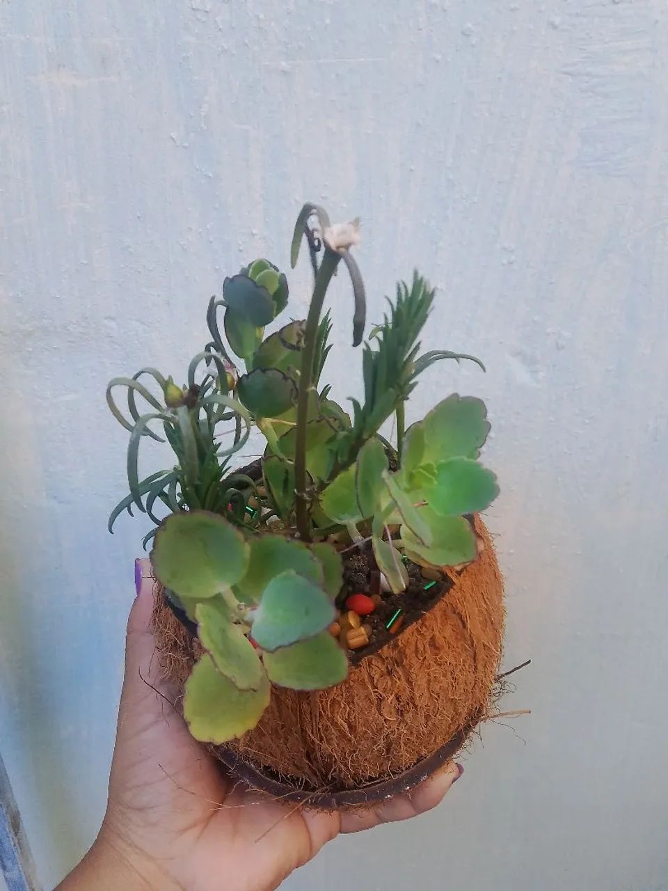 Plantinhas Suculentas no casco de coco