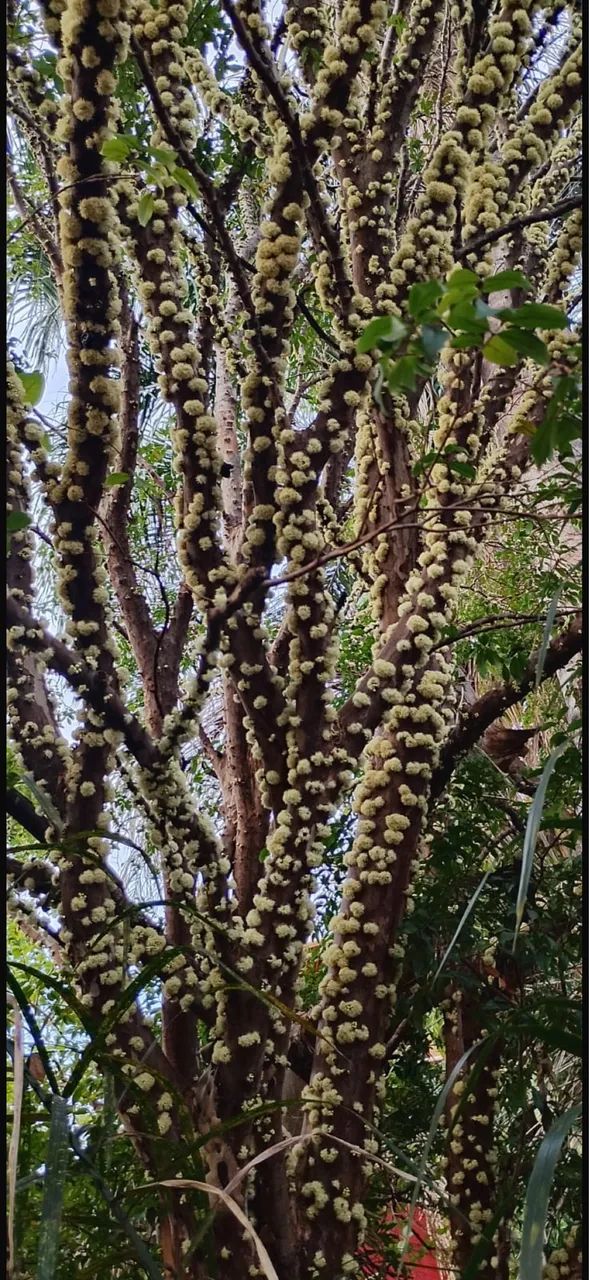 Pés de jabuticabas  - Foto 2