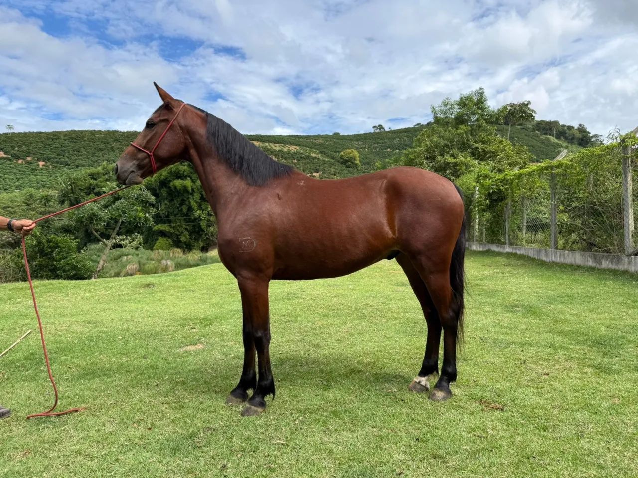 Alfa Caminho Da Mata ( Cordel do Palmital  x Pérola da Potenza)