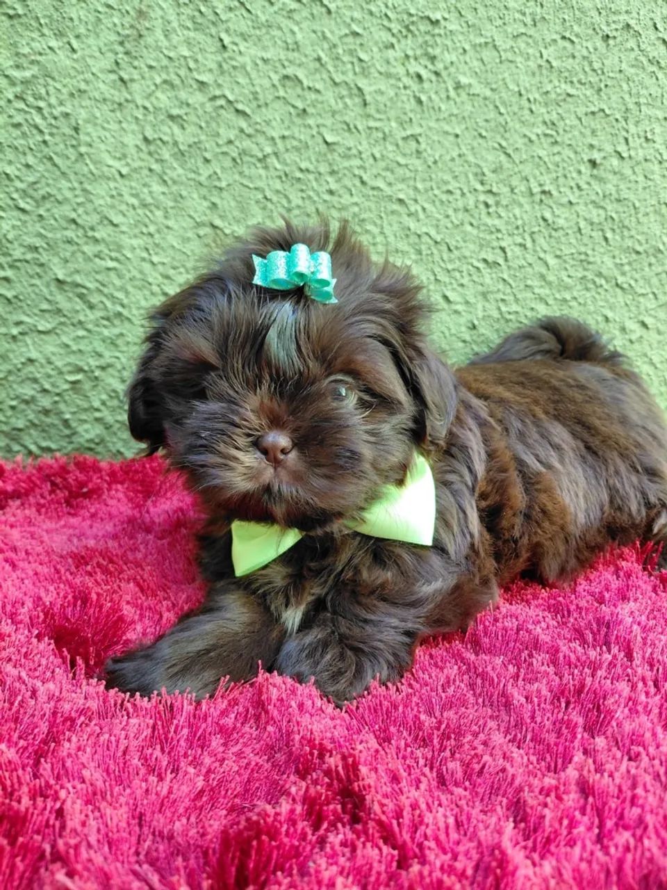Filhote Shih-tzu macho  - Foto 3