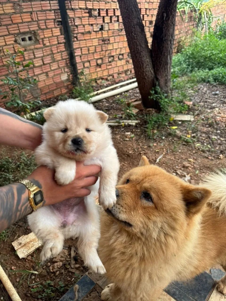 Filhote de chow chow - Foto 2