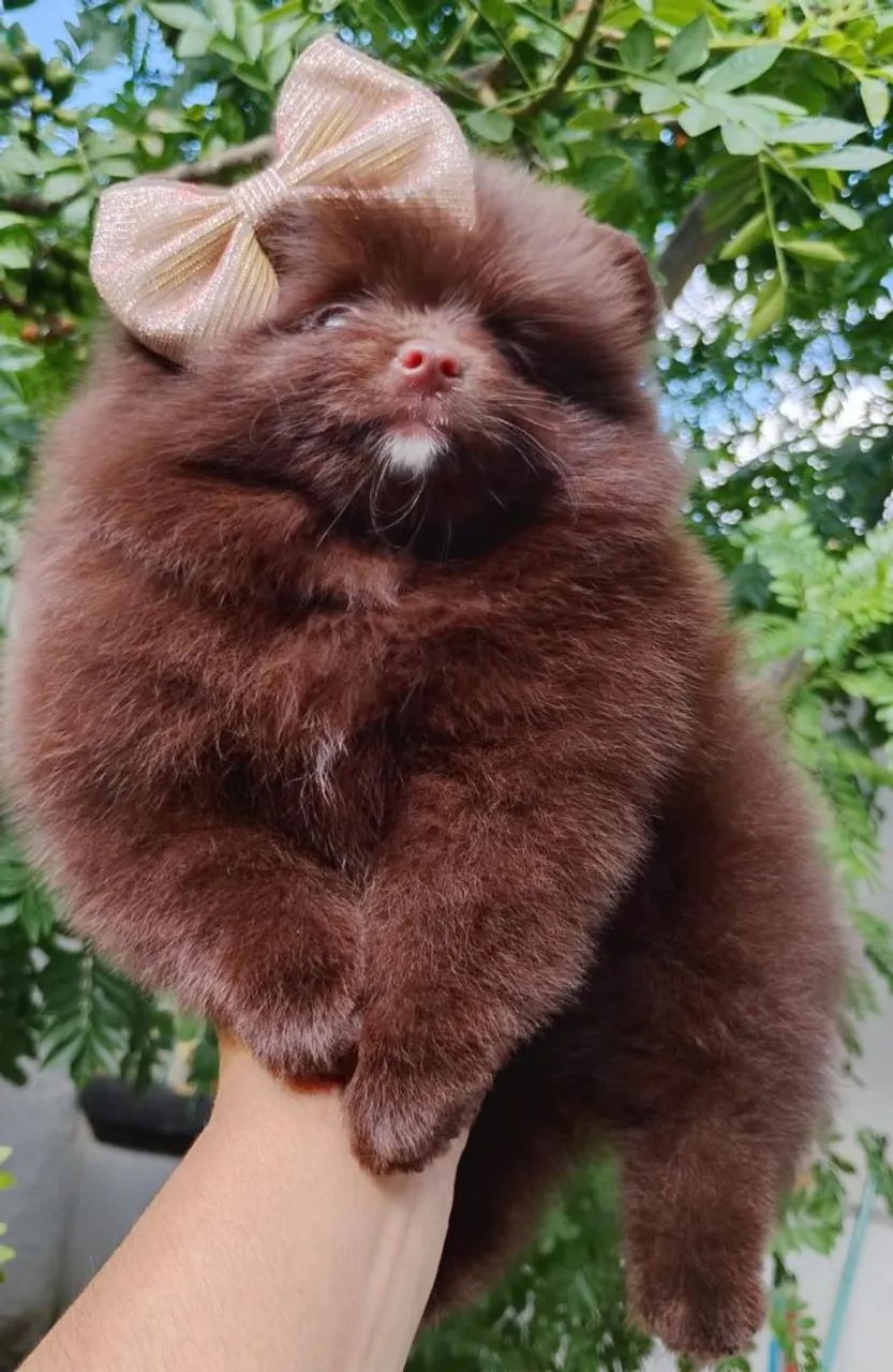 Spitz alemão merles  - Foto 5