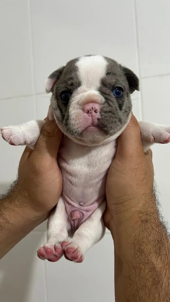 Buldogue francês  - Foto 3