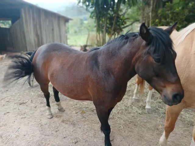 Petiça  égua 7/8 quarto de milha