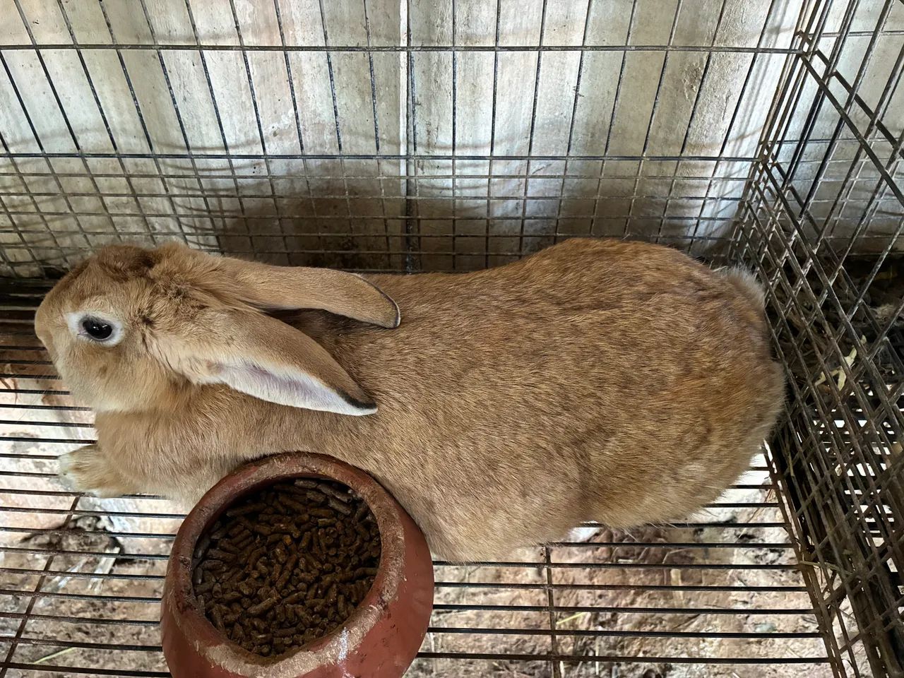 Coelhos - Foto 5