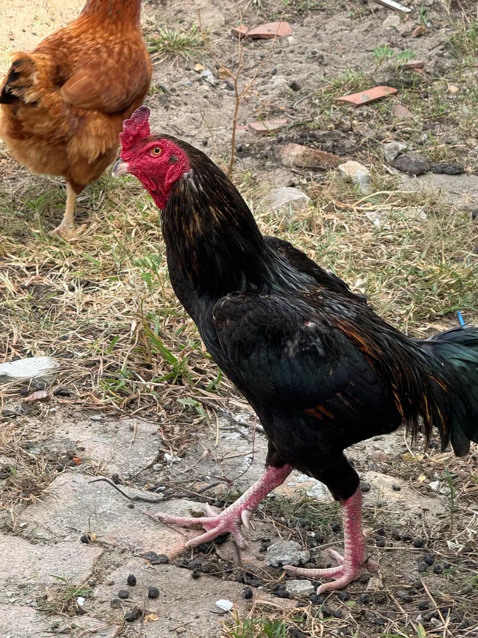 Galinha e galo - Foto 5