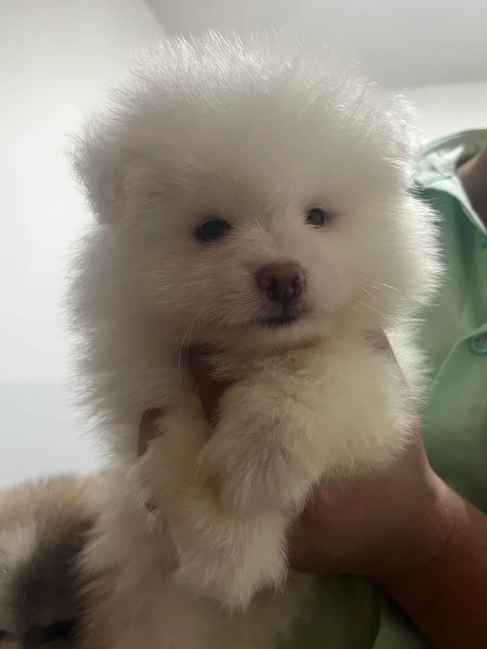 Spitz Alemão Fêmeas e Macho ( Leiam o anúncio)