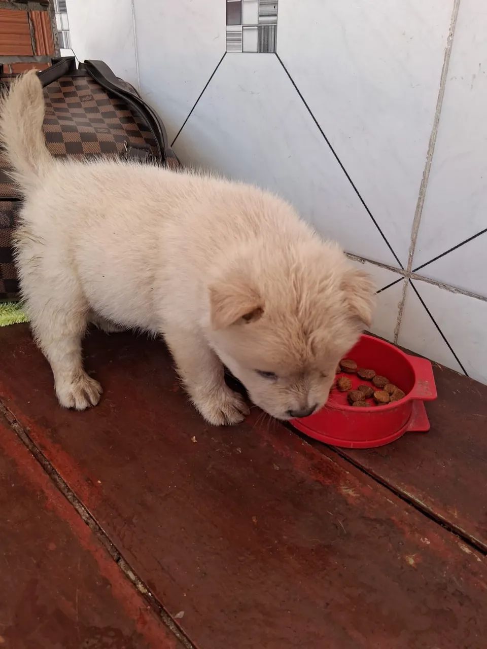 Chow chow - Foto 3