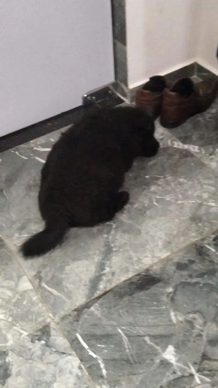 Promoção de chow chow  - Foto 2