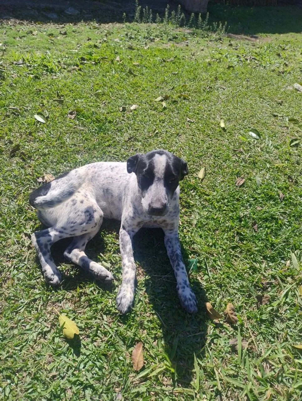 Adoção de cachorrinha  - Foto 2