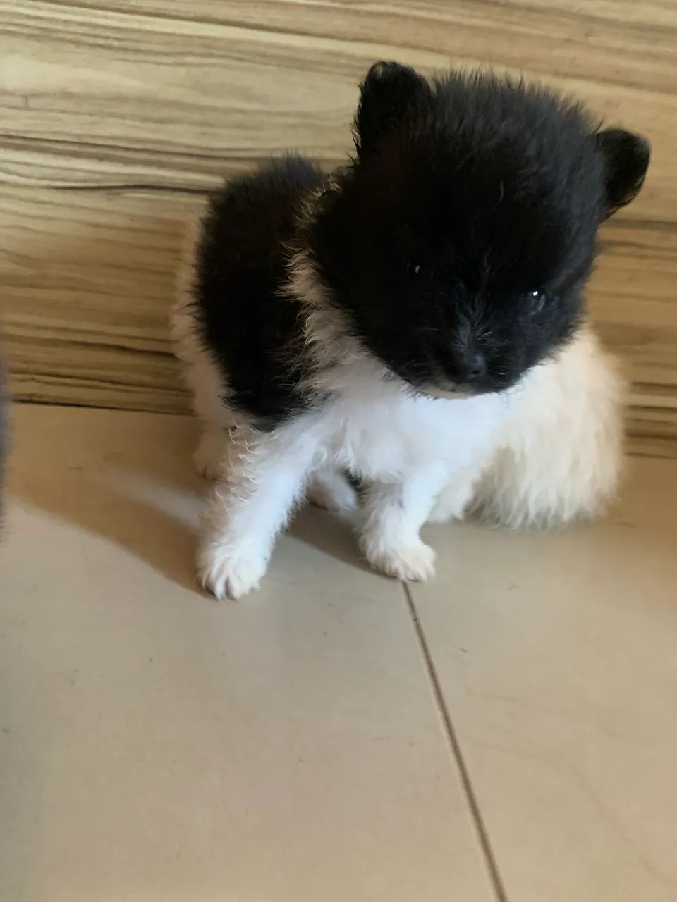 SPITZ ALEMÃO  - Foto 3