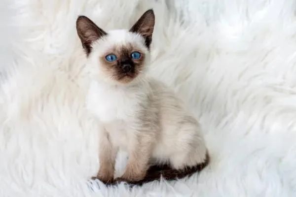 Lindos filhotes de gato siamês puros 
