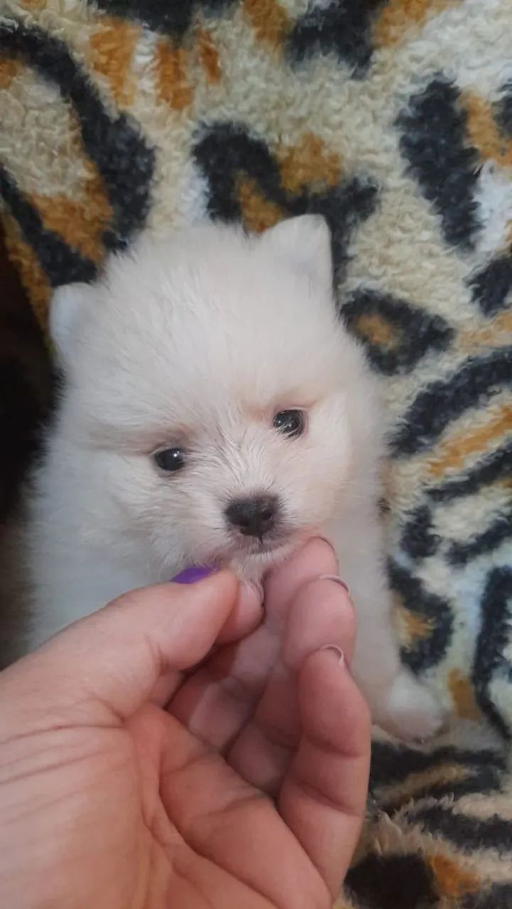 Spirz alemao anao filhote machos 