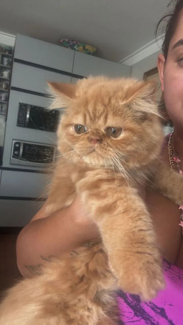 Gato persa 