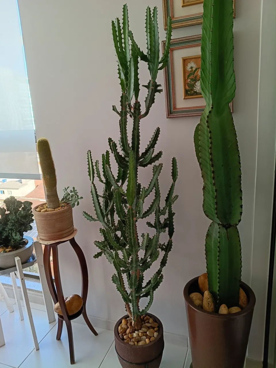 Plantas  - Foto 2