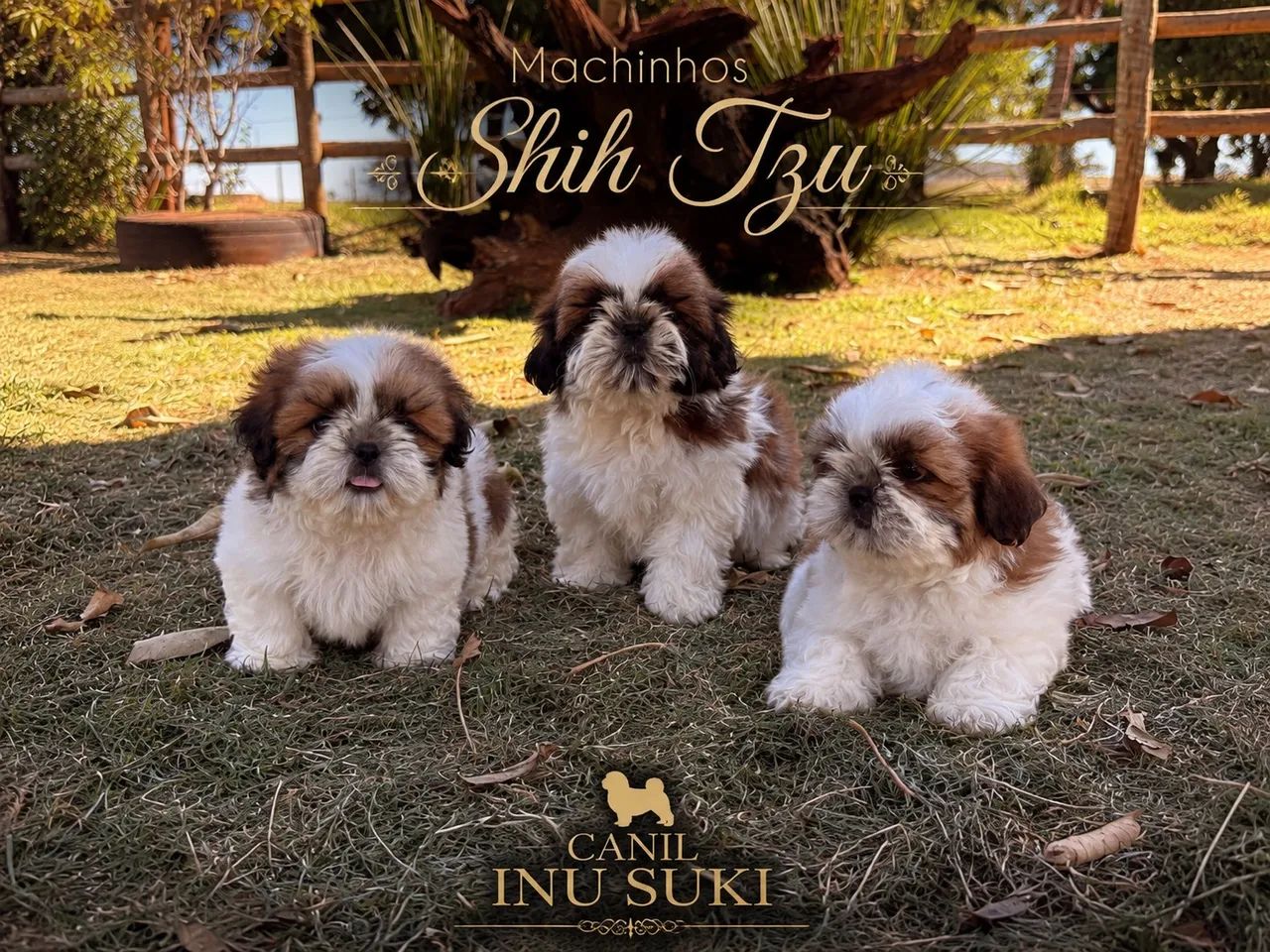 Machinho Shih tzu com pedigree 