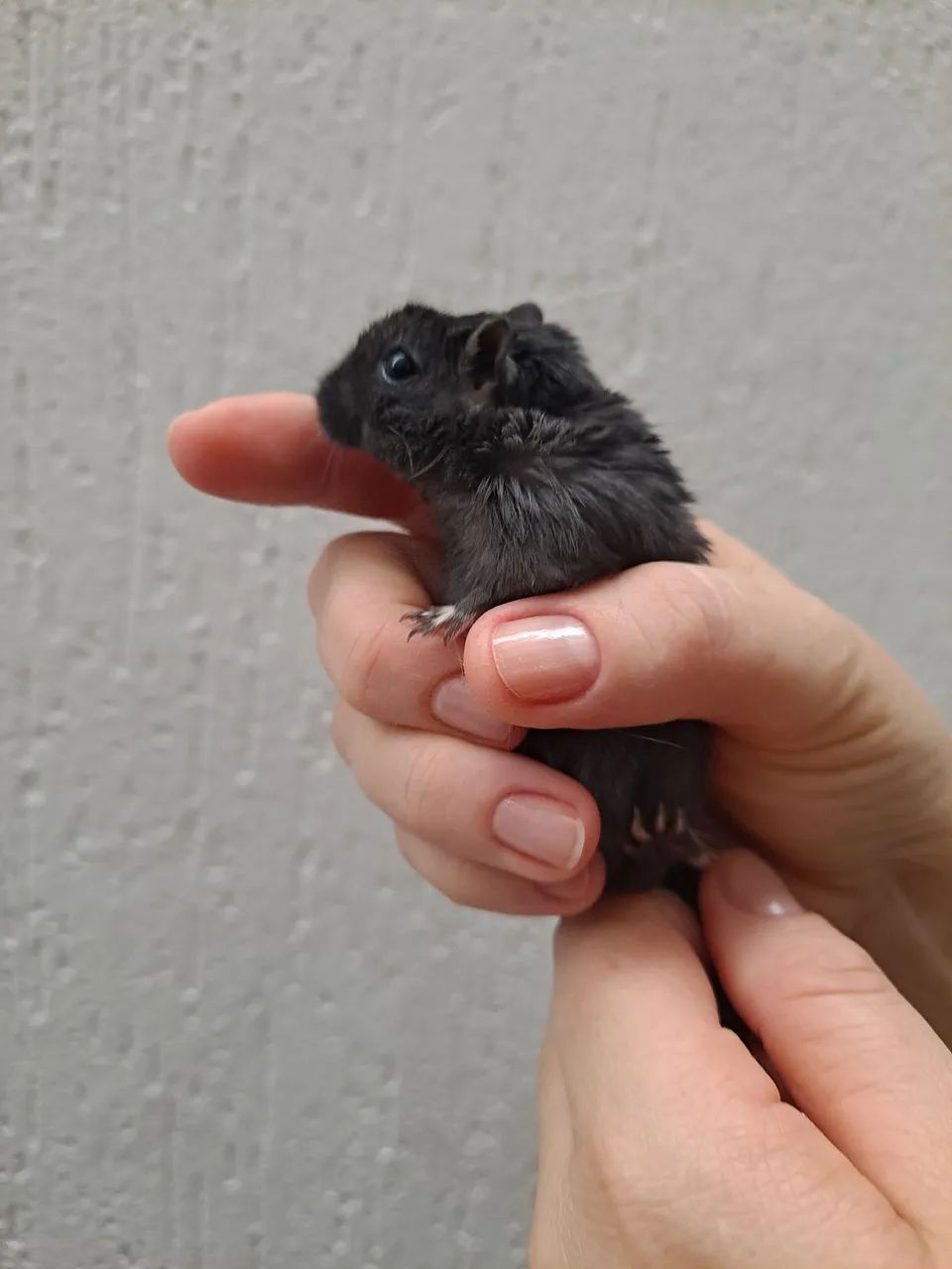 Esquilo da Mongolia Gerbil Slate - Foto 4