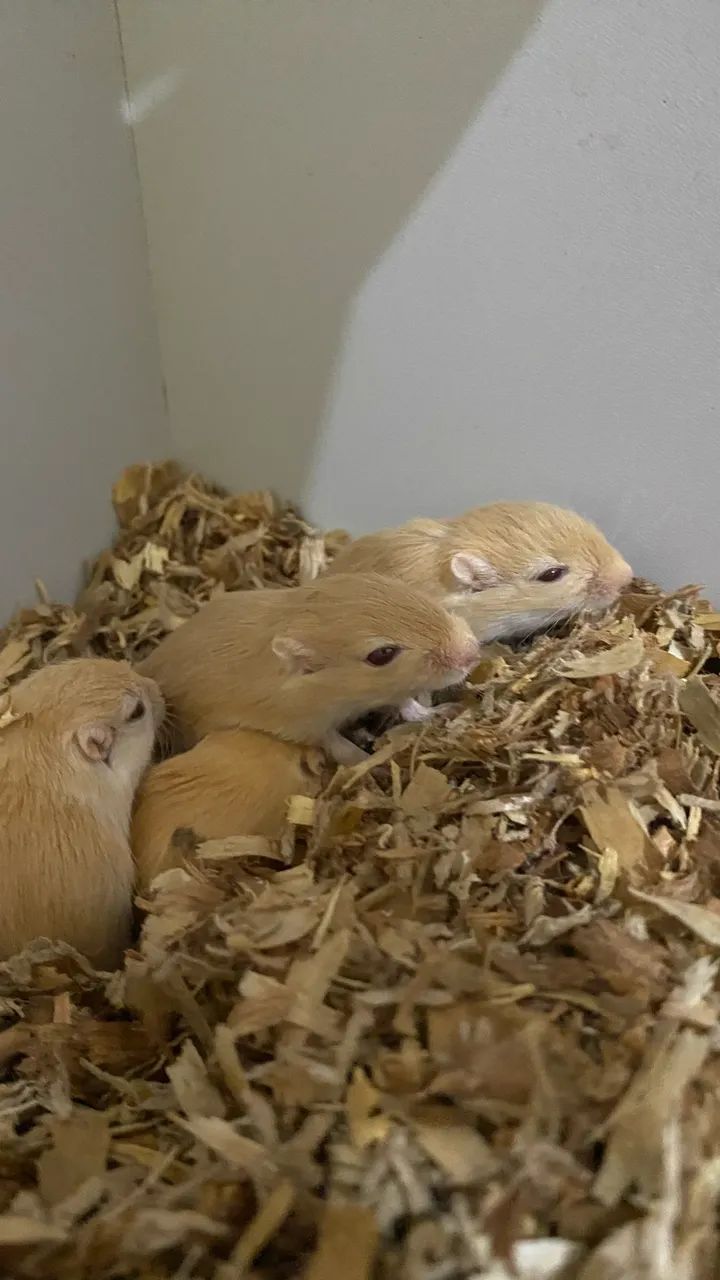 Filhotes de Gerbil/Esquilo da Mongólia  - Foto 5