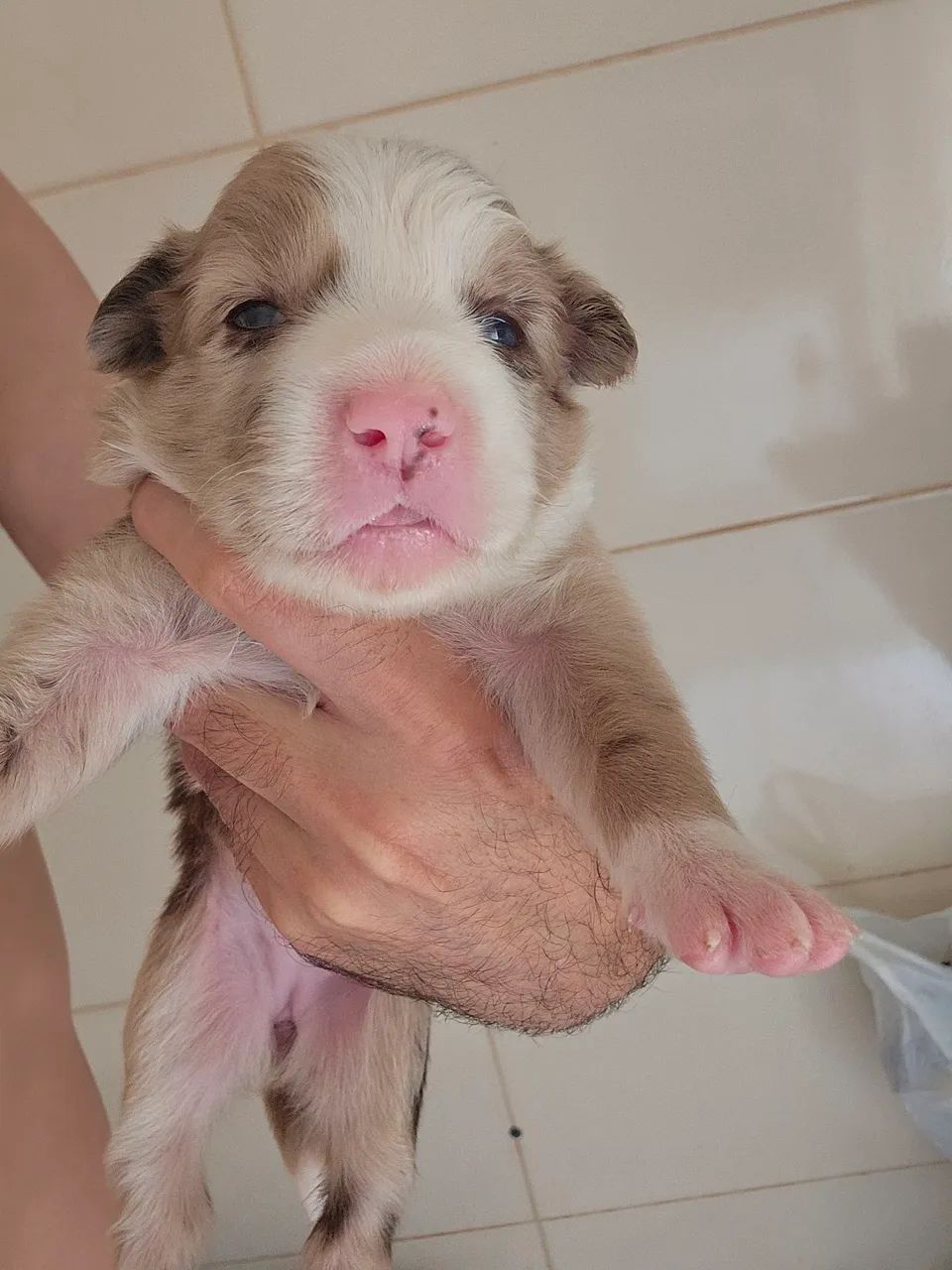 Border Collie - Foto 3