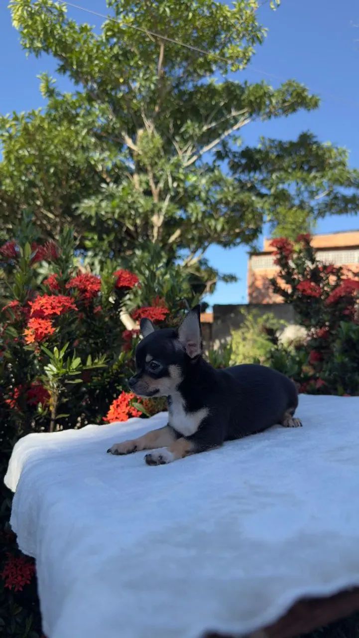 Vendo Chihuahua macho - Foto 2