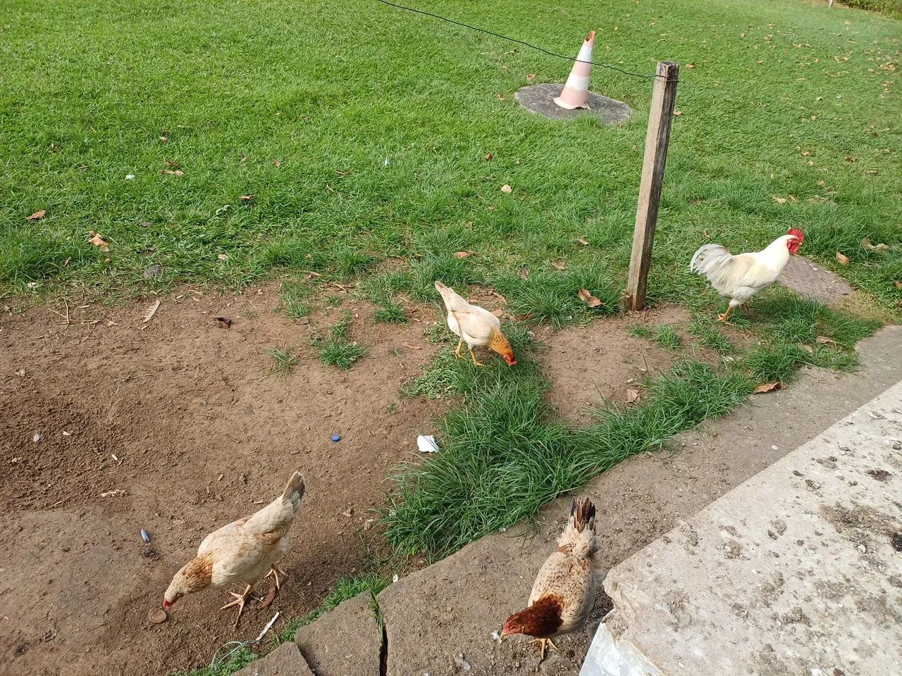 GALOS LEGORNE, CAIPIRA E  GALINHAS - Foto 4