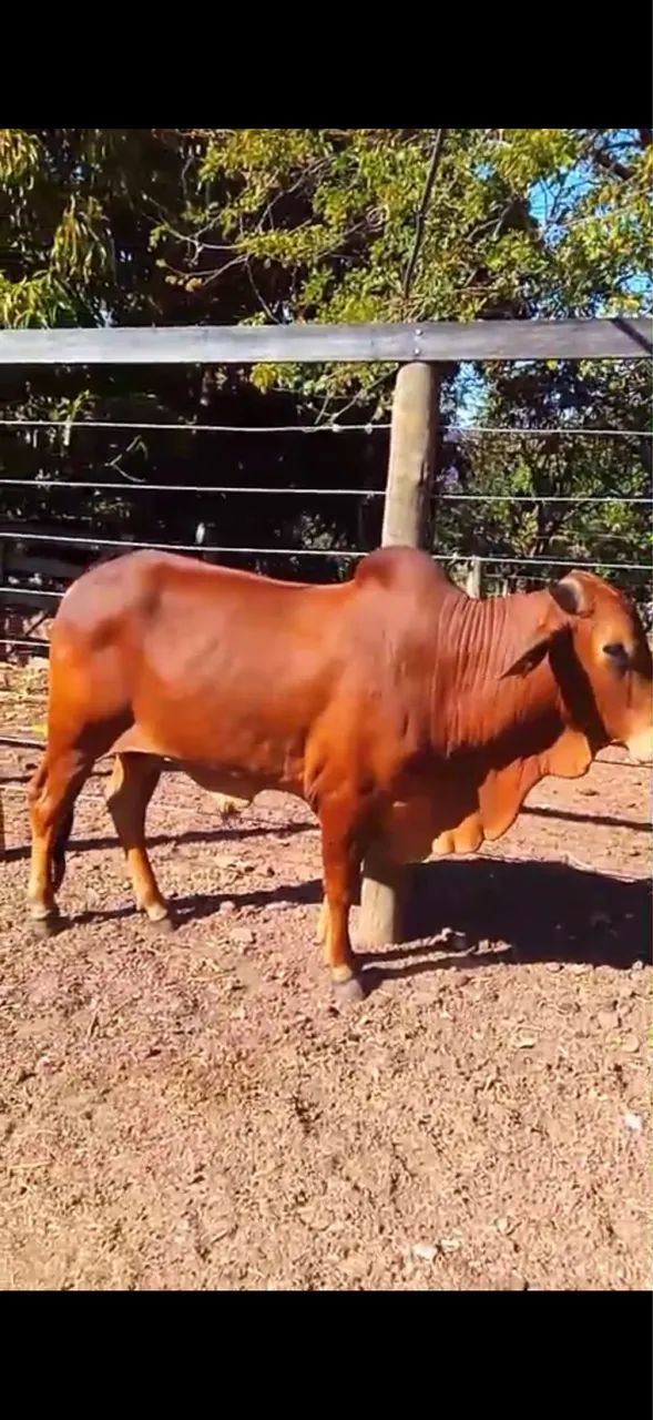 Animais - Foto 2