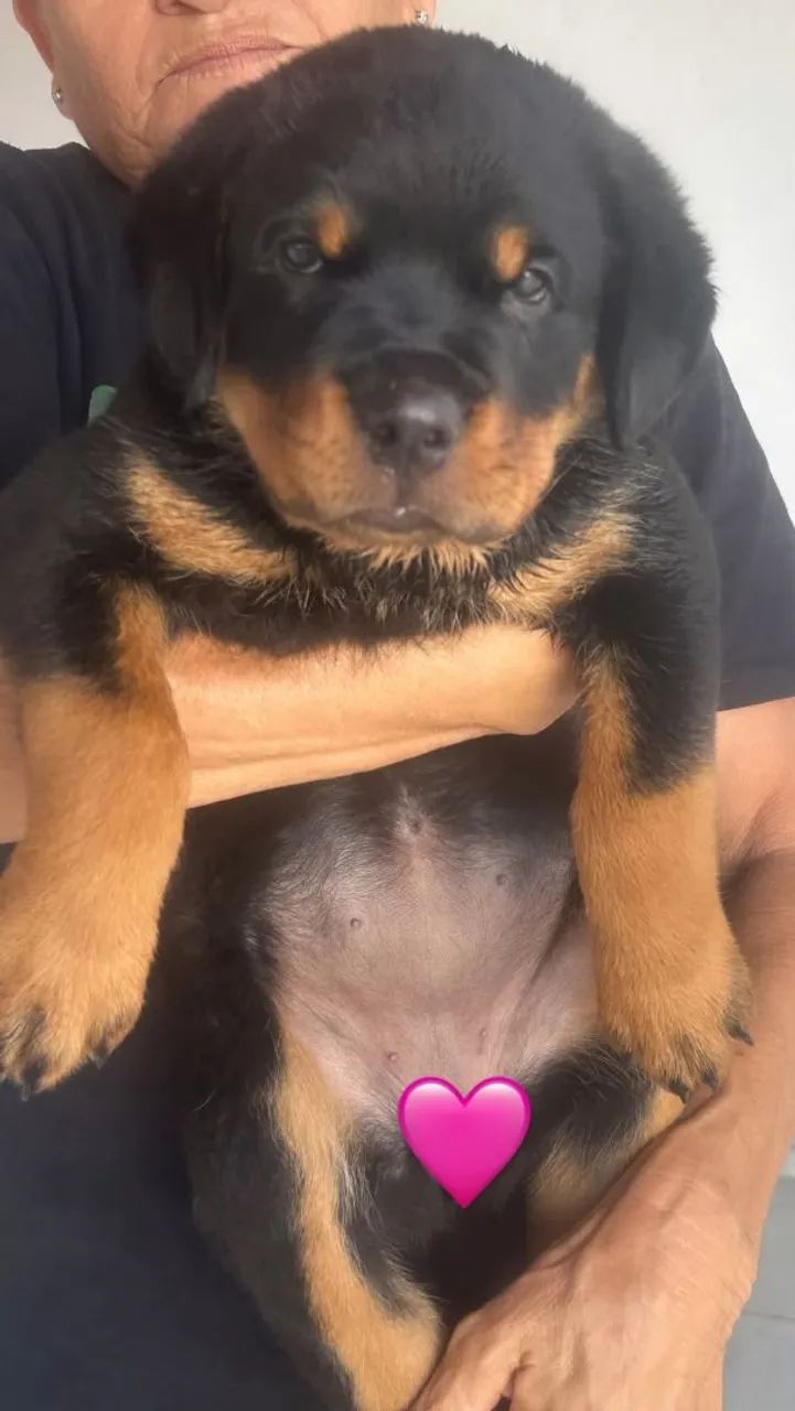 Rottweiler  - Foto 2