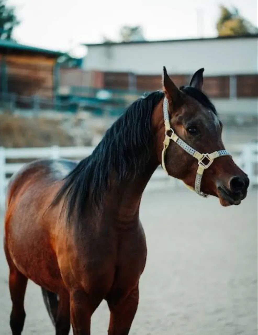 Estou doando esse cavalo  - Foto 3