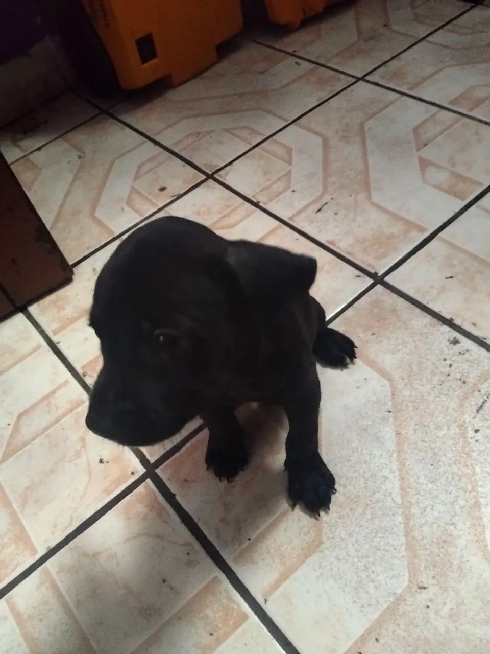 Vendo Filhotes de Pitbull // Pit Monsters  - Foto 2