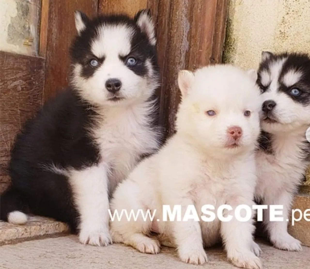 Husky Siberiano 