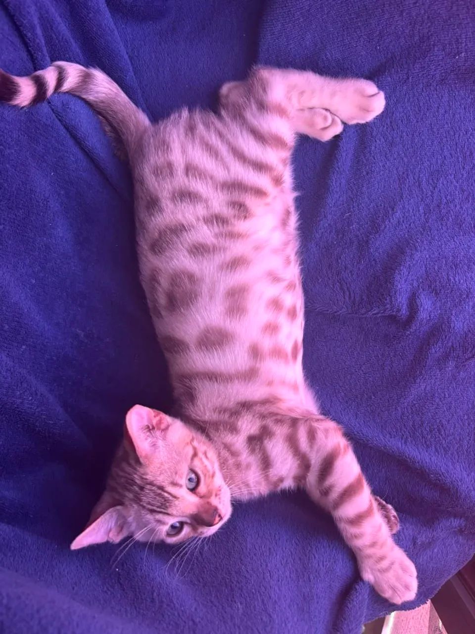 Bengal - Foto 2
