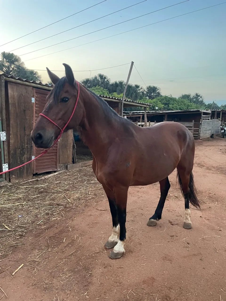 Vendo cavalo - Foto 5