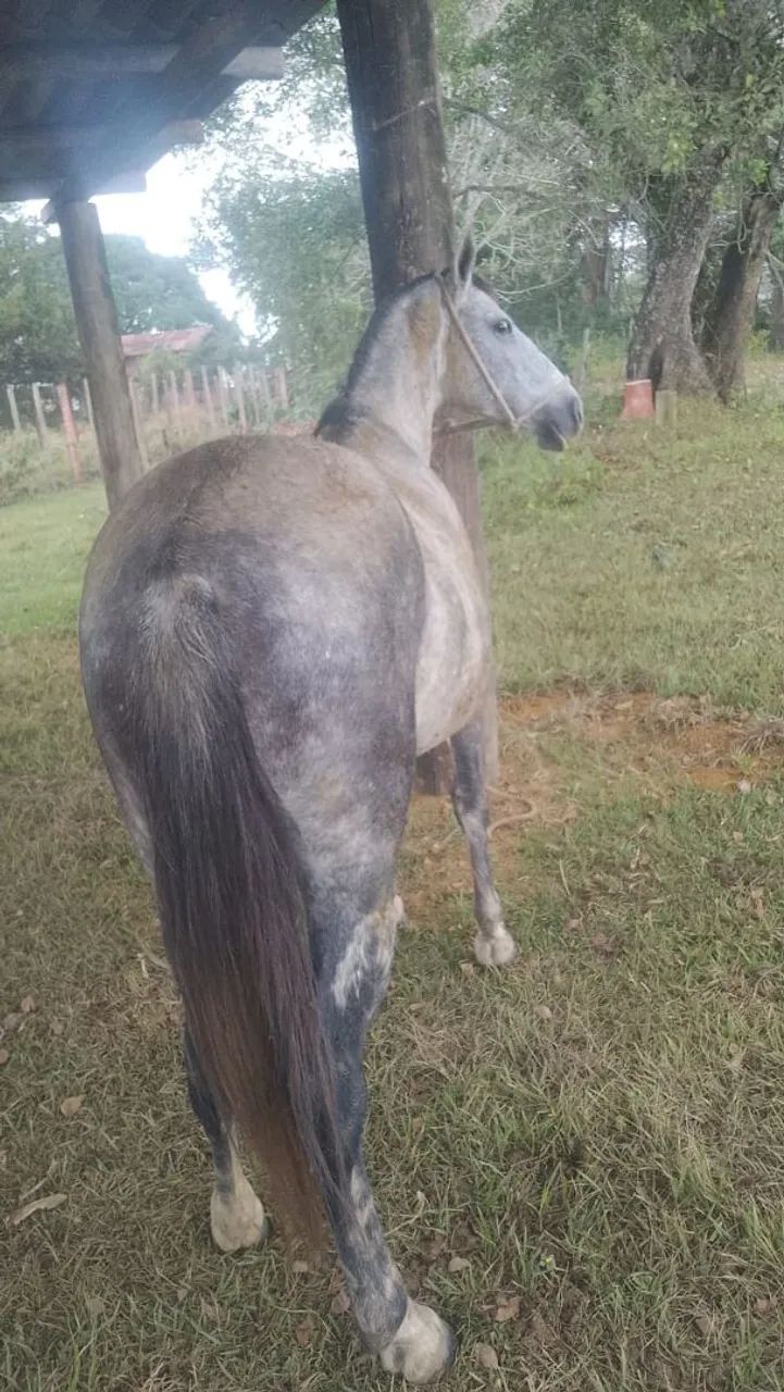 Égua  - Foto 5