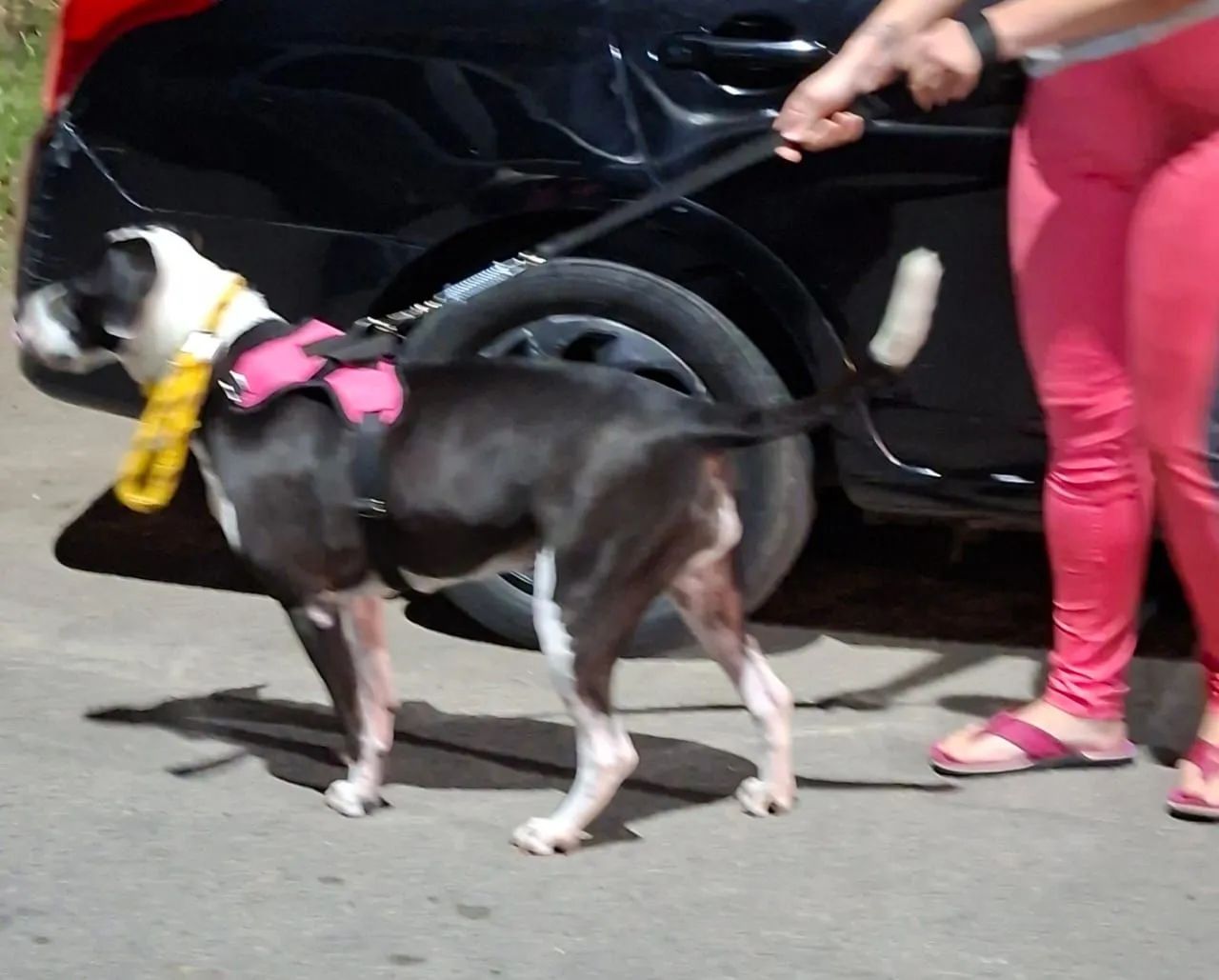 Mistura de pitbull  - Foto 2