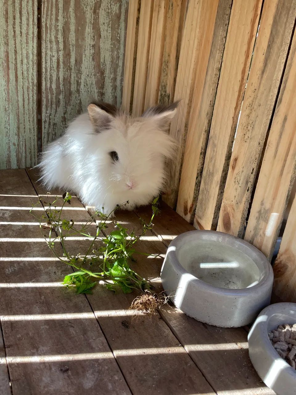 coelhos adultos  - Foto 4