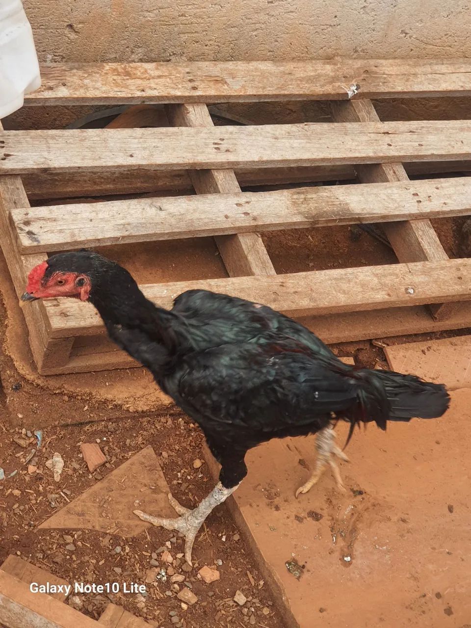 Frango índio  - Foto 5