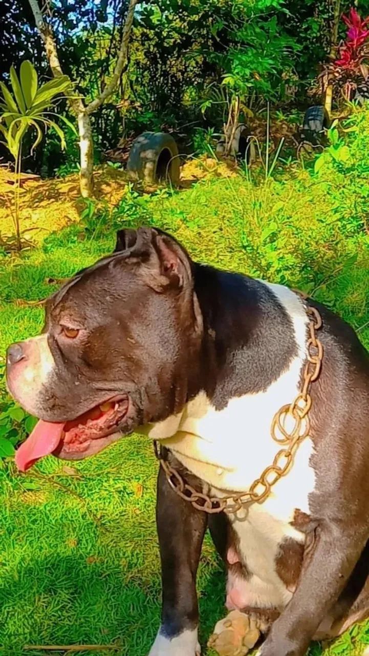 American Bully - Foto 4