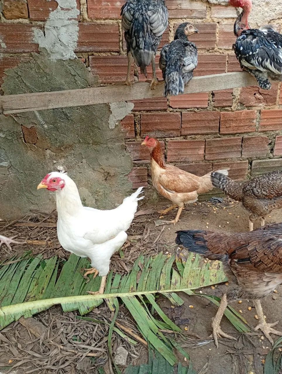 Galinhas e frango caipira 
