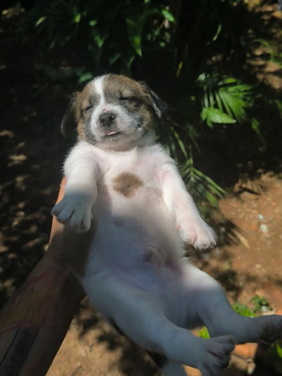 Doação de filhote  - Foto 5