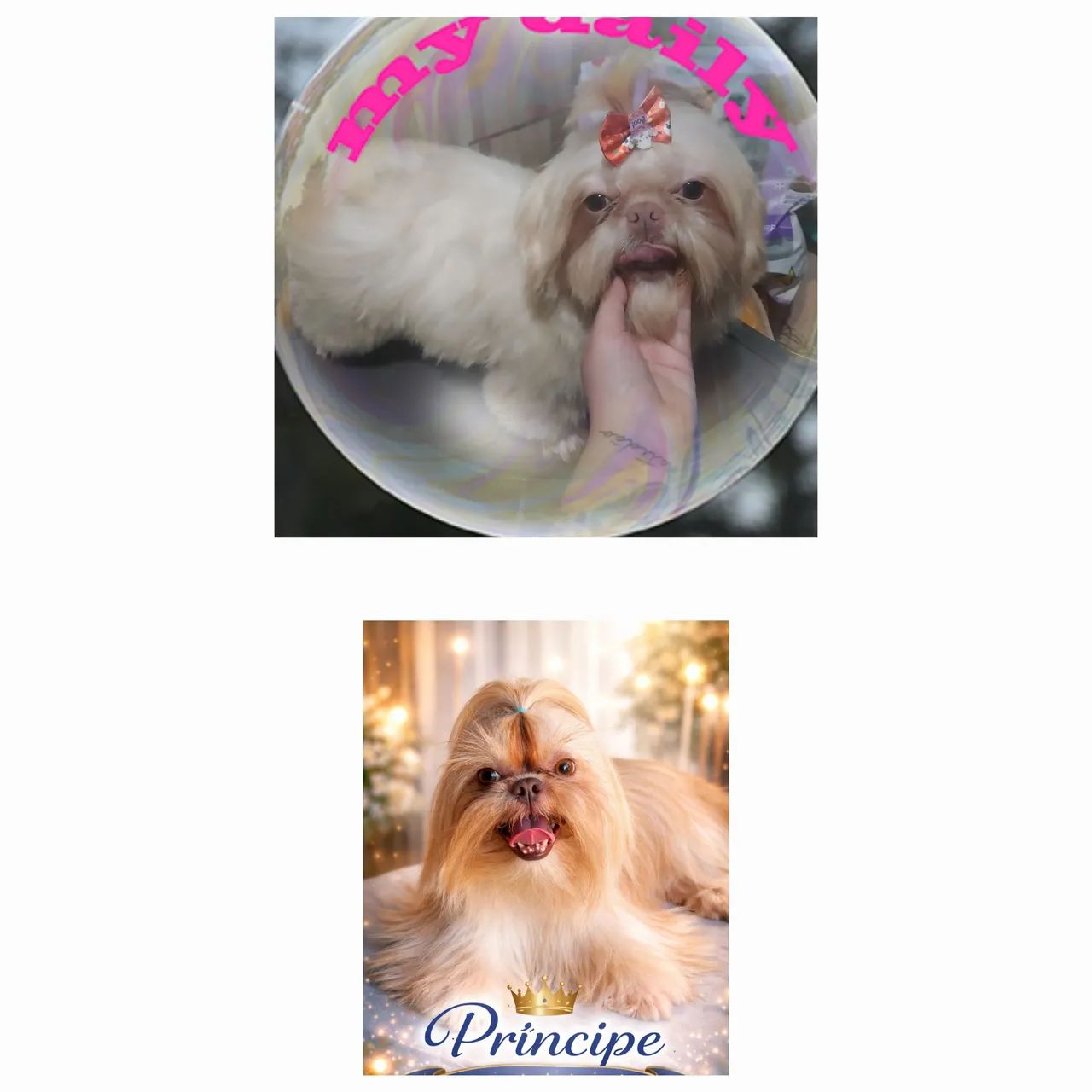 Shih tzu  - Foto 2