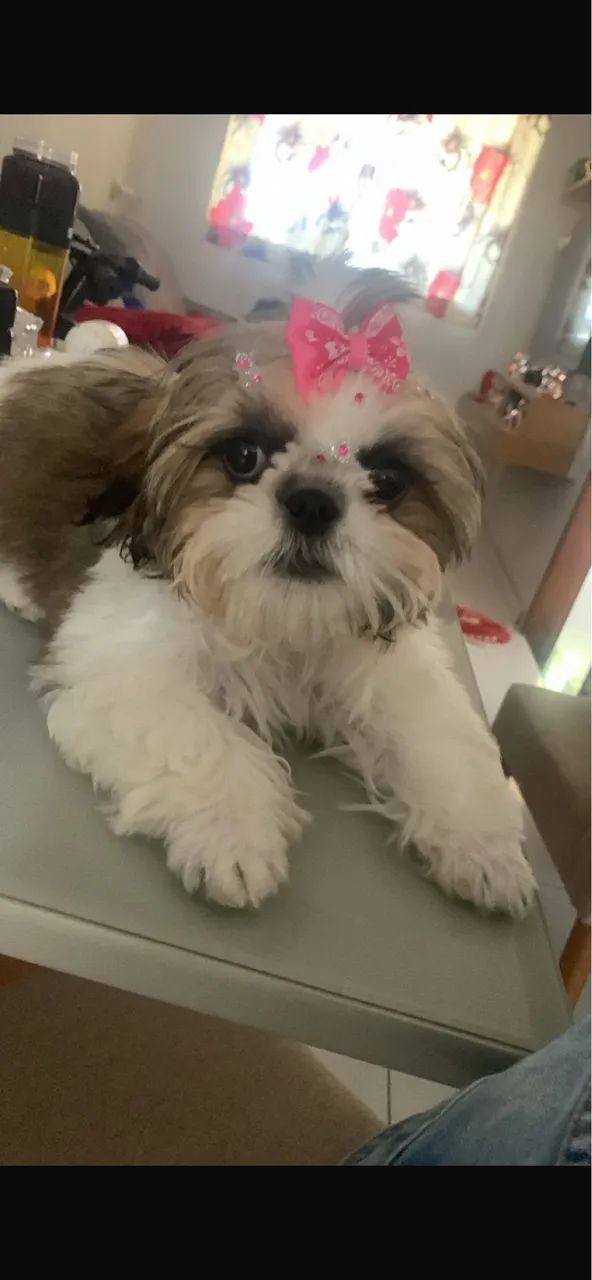 Shitzu  - Foto 3